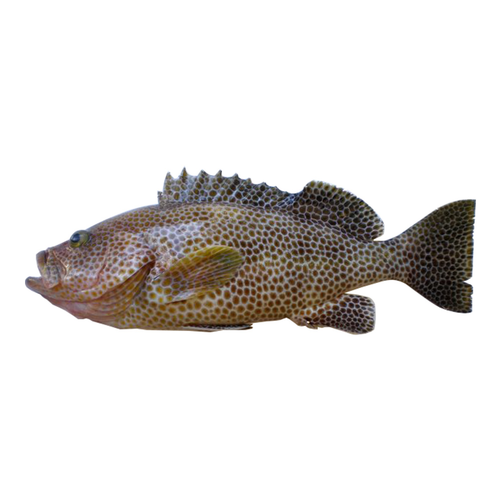 Hamour Fish 1 kg